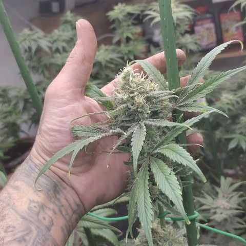 Moby Dick 2. ((Bonsai)) growlog timeline photo