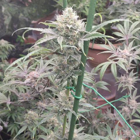 Moby Dick 2. ((Bonsai)) growlog timeline photo