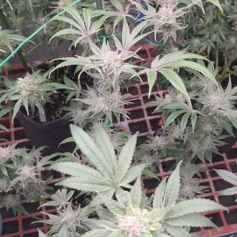 Moby Dick 2. ((Bonsai)) growlog timeline photo