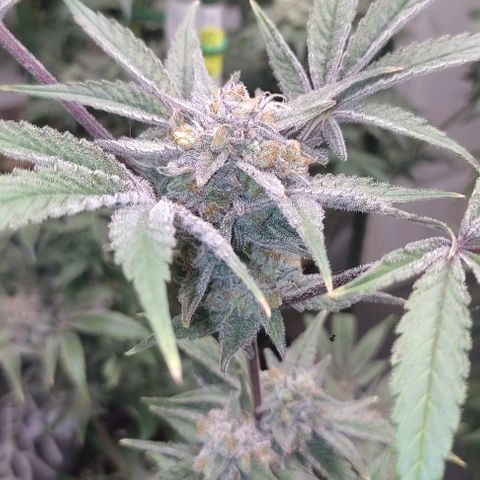 Moby Dick 2. ((Bonsai)) growlog timeline photo