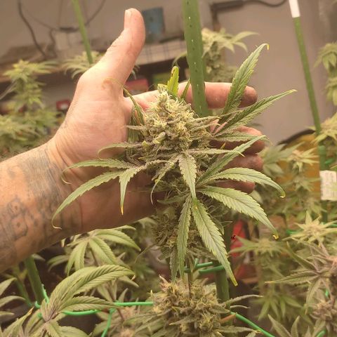 Moby Dick 2. ((Bonsai)) growlog timeline photo