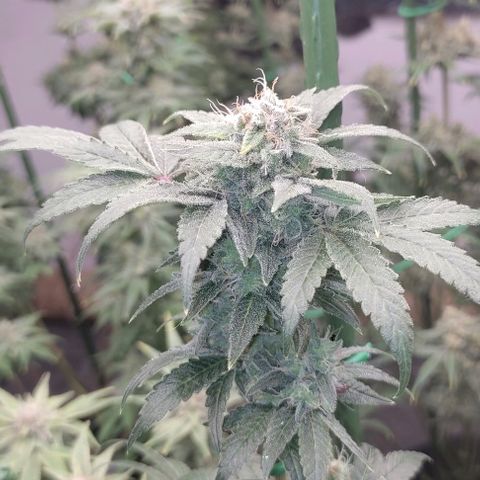 Moby Dick 2. ((Bonsai)) growlog timeline photo
