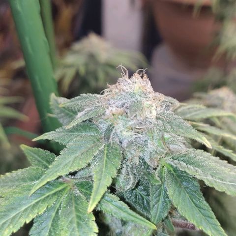 Moby Dick 2. ((Bonsai)) growlog timeline photo