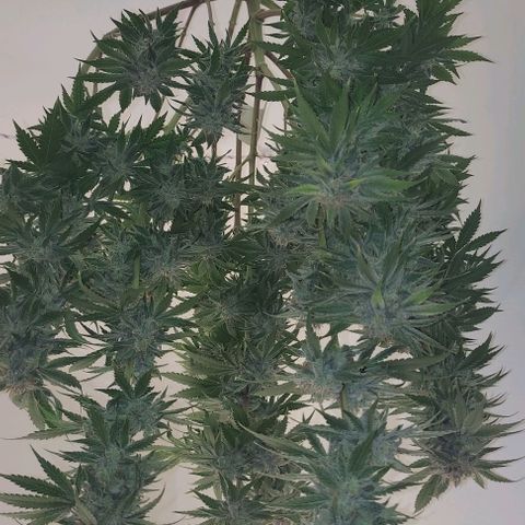 Moby Dick 2. ((Bonsai)) growlog timeline photo