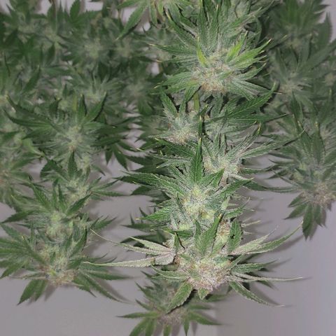 Moby Dick 2. ((Bonsai)) growlog timeline photo