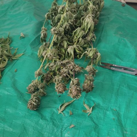 Moby Dick 2. ((Bonsai)) growlog timeline photo