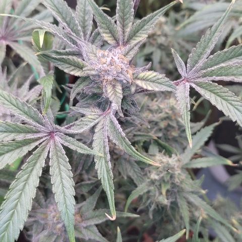 Moby Dick 2. ((Bonsai)) growlog timeline photo