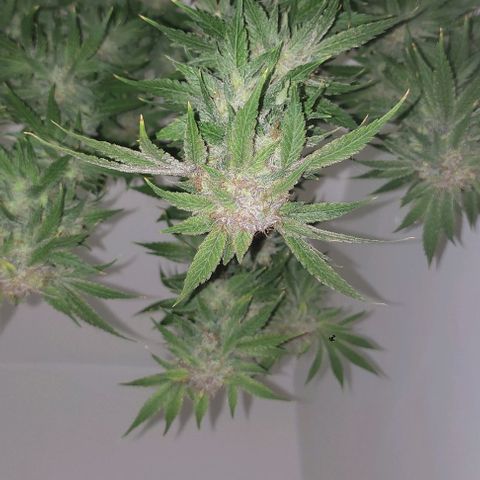 Moby Dick 2. ((Bonsai)) growlog timeline photo