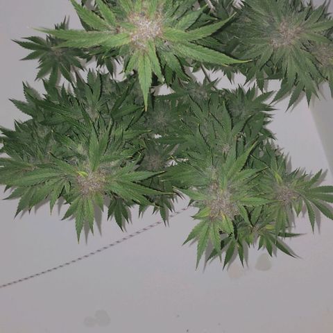 Moby Dick 2. ((Bonsai)) growlog timeline photo