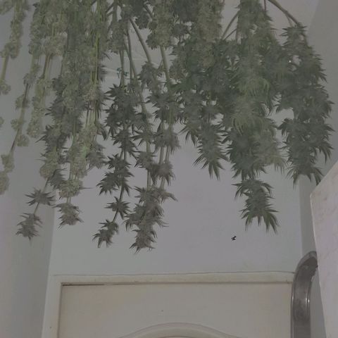 Moby Dick 2. ((Bonsai)) growlog timeline photo