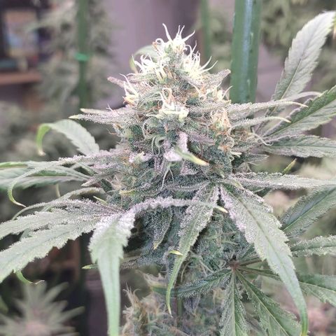 Moby Dick 2. ((Bonsai)) growlog timeline photo
