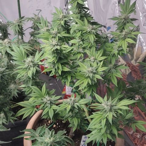 Moby Dick 2. ((Bonsai)) growlog timeline photo