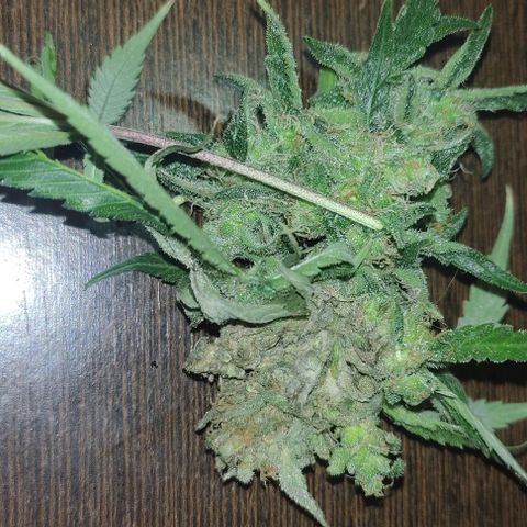 Original GB 1 growlog photo: Detecto hongo  a tiempo y corto el cogollo afectado 
