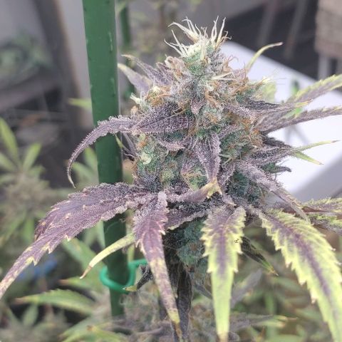 Moby Dick 2. ((Bonsai)) growlog timeline photo