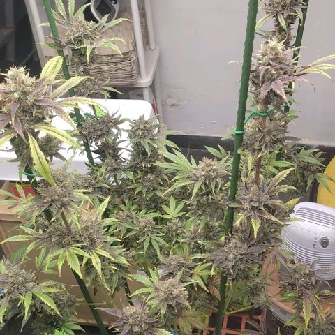 Moby Dick 2. ((Bonsai)) growlog timeline photo