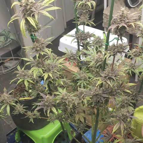 Moby Dick 2. ((Bonsai)) growlog timeline photo