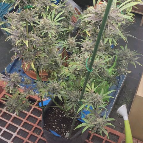Moby Dick 2. ((Bonsai)) growlog timeline photo