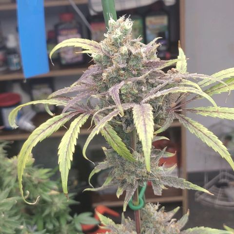 Moby Dick 2. ((Bonsai)) growlog timeline photo
