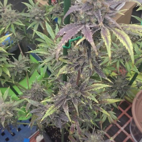 Moby Dick 2. ((Bonsai)) growlog timeline photo