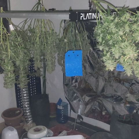 Moby Dick 2. ((Bonsai)) growlog timeline photo
