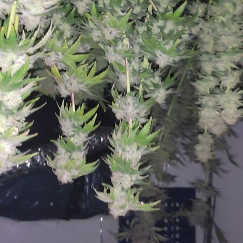 Moby Dick 2. ((Bonsai)) growlog timeline photo