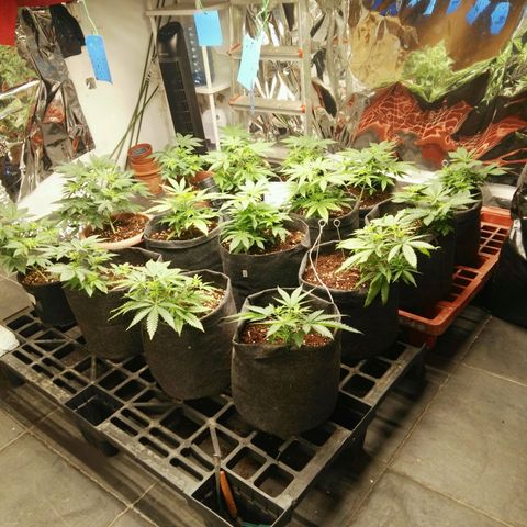 Psicodelicia growlog timeline photo