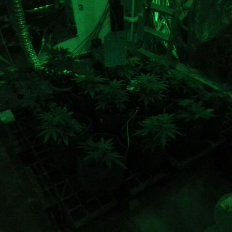 Psicodelicia growlog timeline photo