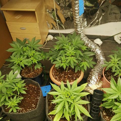 Psicodelicia growlog timeline photo