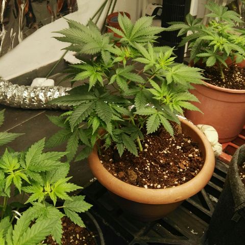 Psicodelicia growlog timeline photo