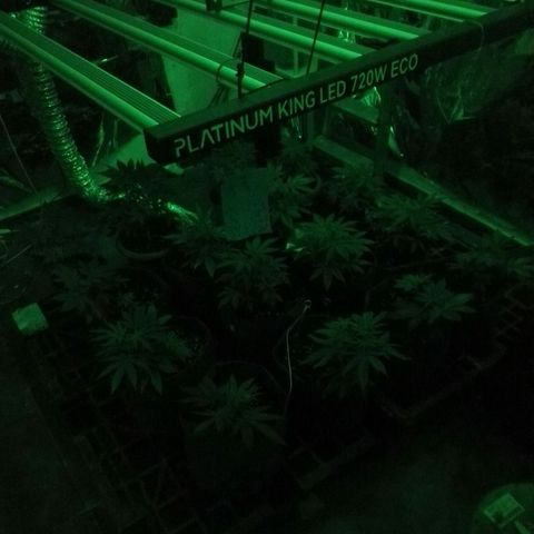 Psicodelicia growlog timeline photo
