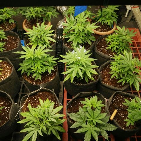 Psicodelicia growlog timeline photo