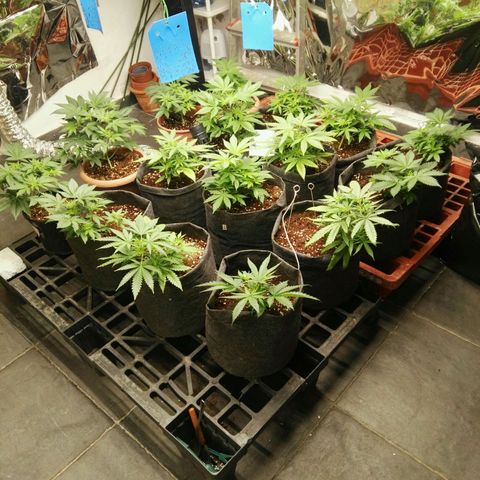 Psicodelicia growlog timeline photo
