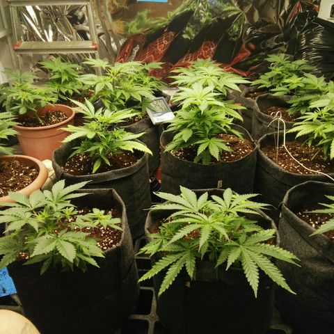 Psicodelicia growlog timeline photo