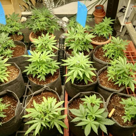 Psicodelicia growlog timeline photo