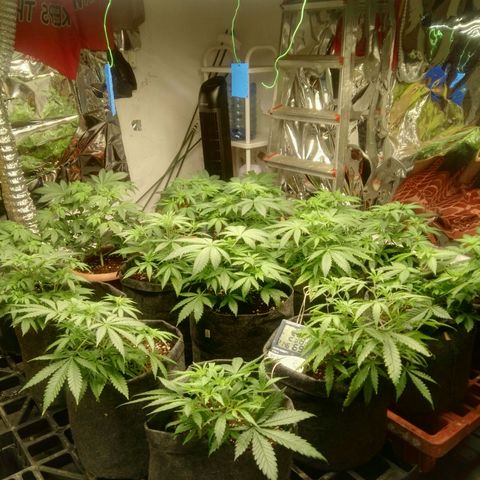 Psicodelicia growlog timeline photo
