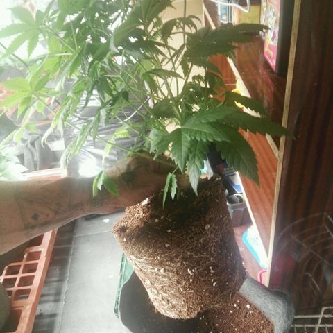 Kritical #1 growlog timeline photo