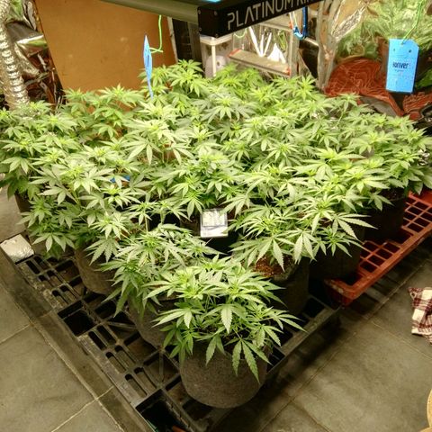 Psicodelicia growlog timeline photo