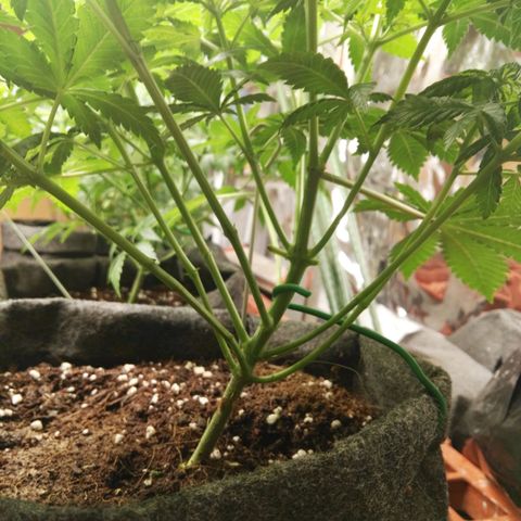 Psicodelicia growlog timeline photo