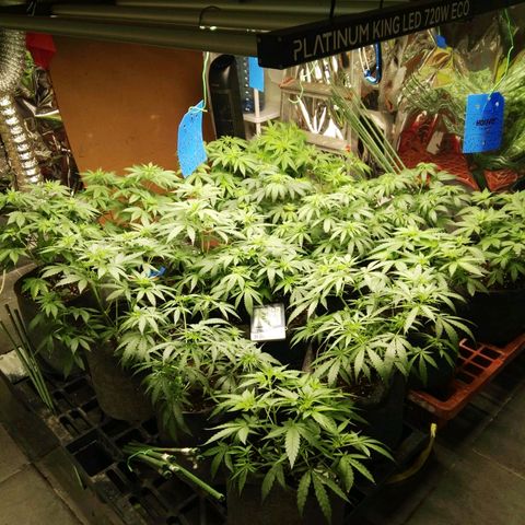 Psicodelicia growlog timeline photo