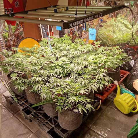 Psicodelicia growlog timeline photo