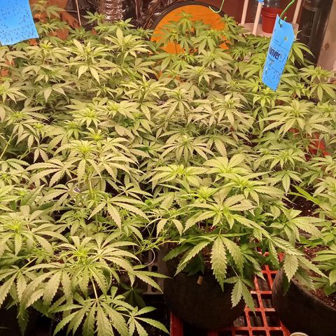Psicodelicia growlog timeline photo