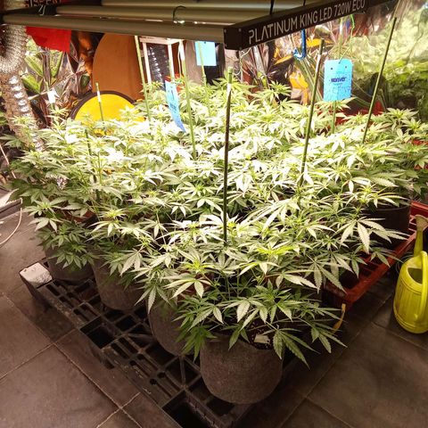 Psicodelicia growlog timeline photo
