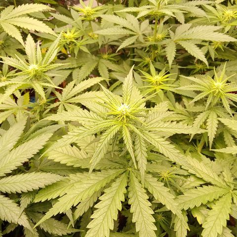 Psicodelicia growlog timeline photo