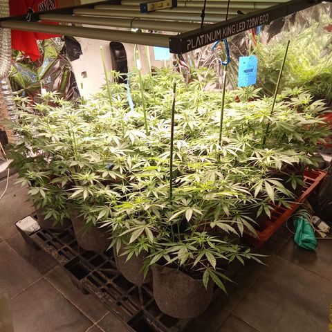 Psicodelicia growlog timeline photo