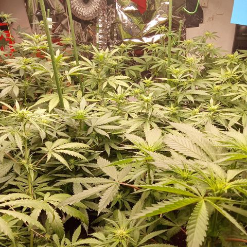 Psicodelicia growlog timeline photo