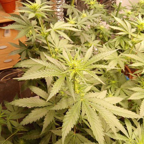 Psicodelicia growlog timeline photo