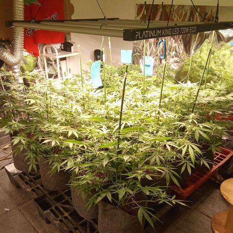 Psicodelicia growlog timeline photo