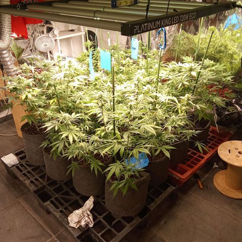 Psicodelicia growlog timeline photo
