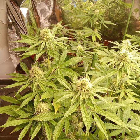 Psicodelicia growlog timeline photo