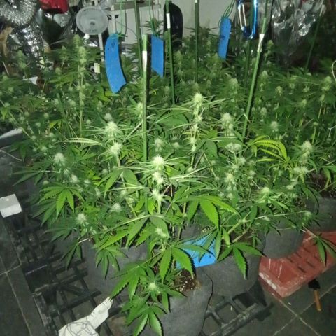 Psicodelicia growlog timeline photo